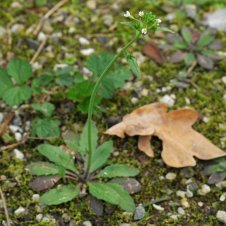 Acker-Schmalwand-Arabidopsis-thaliana