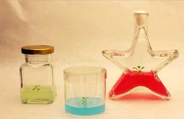 Arabidopsis without Borders (picture)_preview