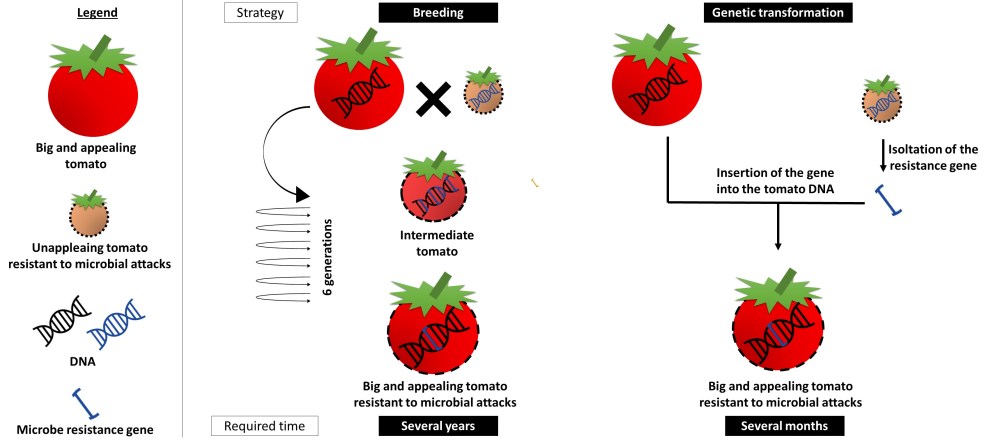 breeding VS GM