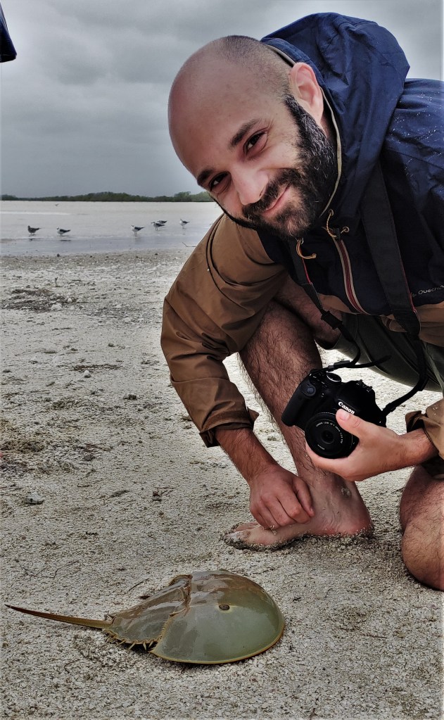 Valentin Hammoudi horse shoe crabs #valentinhammoudi #horseshoescrabs